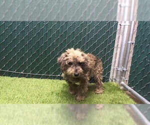 Dachshund-Unknown Mix Dogs for adoption in Downey, CA, USA