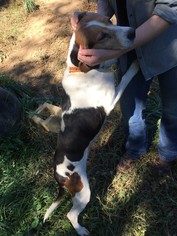 Treeing Walker Coonhound Dogs for adoption in Union, WV, USA