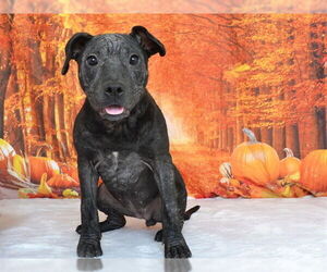 American Pit Bull Terrier-Unknown Mix Dogs for adoption in Oroville, CA, USA