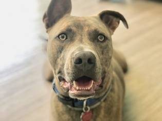 Bullypit Dogs for adoption in San Francisco, CA, USA