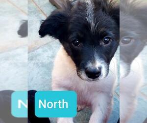 Border-Aussie Dogs for adoption in Long Beach, CA, USA