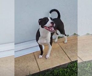 American Staffordshire Terrier Dogs for adoption in miami, FL, USA