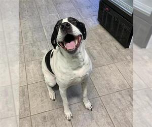 Pointer-Unknown Mix Dogs for adoption in Grand Prairie, TX, USA