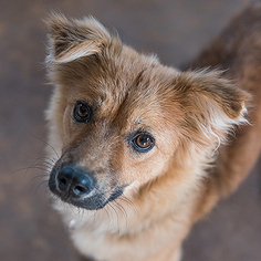 Medium Photo #1 Australian Shepherd Puppy For Sale in Kanab, UT, USA