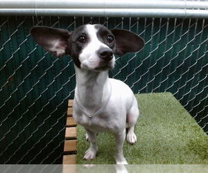 Mutt Dogs for adoption in Downey, CA, USA