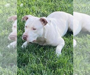 American Staffordshire Terrier Dogs for adoption in Santa Clarita, CA, USA
