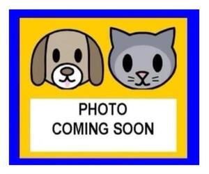 Unknown-Weimaraner Mix Dogs for adoption in San Antonio, TX, USA