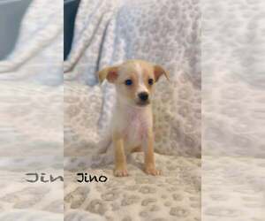 Mutt Dogs for adoption in Jacksonville, NC, USA