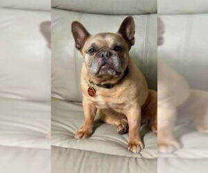 French Bulldog Dogs for adoption in St. Louis Park, MN, USA