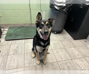 German Shepherd Dog-Unknown Mix Dogs for adoption in Grand Prairie, TX, USA