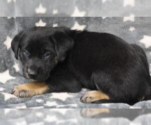 Mutt Dogs for adoption in Thief River Falls, MN, USA