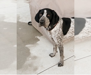 Bluetick Coonhound Dogs for adoption in Agoura Hills, CA, USA