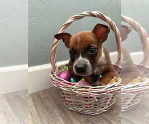 Chihuahua-Unknown Mix Dogs for adoption in New London, WI, USA