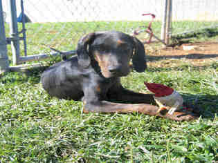 Small Plott Hound