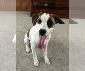 Beagle-Treeing Walker Coonhound Mix Dogs for adoption in Germantown, OH, USA
