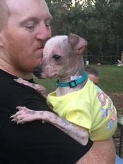 Medium Photo #1 Mutt Puppy For Sale in Cochran, GA, USA