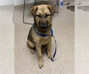 Mutt Dogs for adoption in Bakersfield, CA, USA