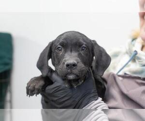 Labrador Retriever-Unknown Mix Dogs for adoption in Mountain Home, AR, USA