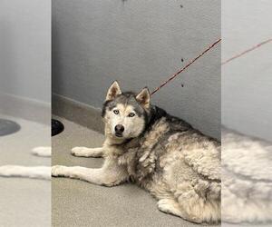 Siberian Husky-Unknown Mix Dogs for adoption in Las Vegas, NV, USA