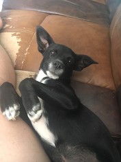 Medium Photo #1 Rat Terrier-Unknown Mix Puppy For Sale in Phoenix, AZ, USA
