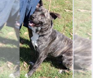 Plott Hound-Unknown Mix Dogs for adoption in Von Ormy, TX, USA