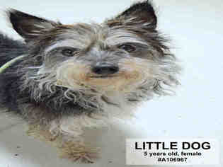 Cairn Terrier Dogs for adoption in Supply, NC, USA