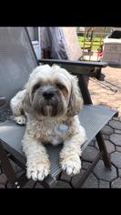 Shih Tzu Dogs for adoption in Tonawanda, NY, USA