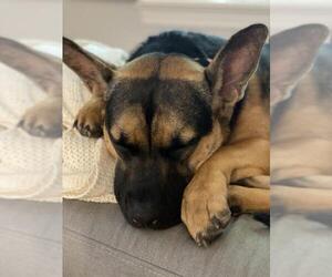 German Shepherd Dog Dogs for adoption in Greenbelt, MD, USA