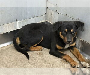 Rottweiler-Unknown Mix Dogs for adoption in San Bernardino, CA, USA