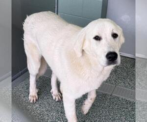 Great Pyrenees Dogs for adoption in Salisbury, NC, USA