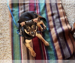 Mutt Dogs for adoption in Emmett, ID, USA