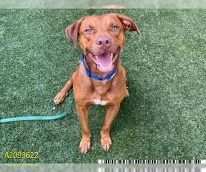 Vizsla Dogs for adoption in West Palm Beach, FL, USA