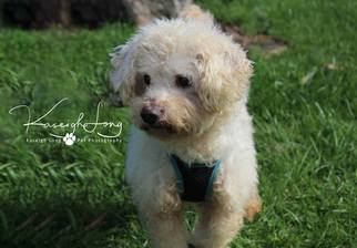 Poochon Dogs for adoption in Columbia, TN, USA