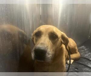 Labrador Retriever-Unknown Mix Dogs for adoption in San Antonio, TX, USA