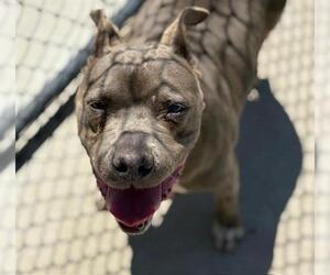 American Pit Bull Terrier Dogs for adoption in Tulsa, OK, USA