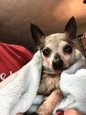 Chihuahua Dogs for adoption in Kettering, OH, USA