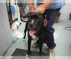 American Pit Bull Terrier Dogs for adoption in Ocala, FL, USA