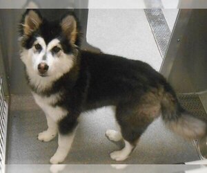 Alaskan Malamute Dogs for adoption in Orange, CA, USA