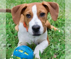 Labrador Retriever-Unknown Mix Dogs for adoption in Canton, CT, USA