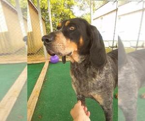 Bluetick Coonhound Dogs for adoption in Athens, AL, USA