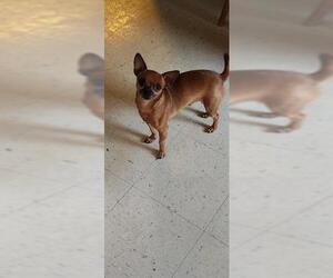 Chihuahua-Unknown Mix Dogs for adoption in San Antonio, TX, USA