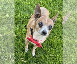 Medium Photo #1 Chihuahua Puppy For Sale in Phoenix, AZ, USA