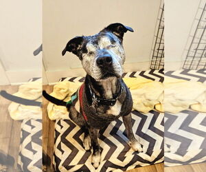 Catahoula Leopard Dog-Unknown Mix Dogs for adoption in Chicago, IL, USA
