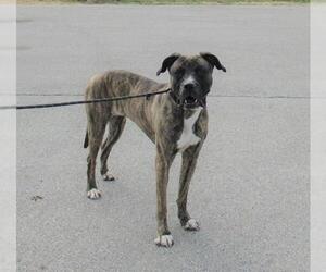 Bullboxer Pit Dogs for adoption in Louisville, KY, USA