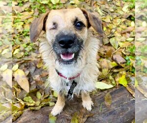 Mutt Dogs for adoption in PORTLAND, OR, USA