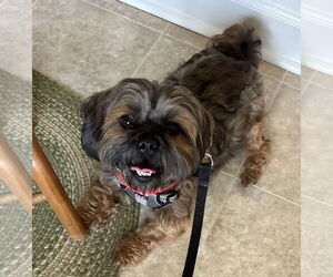 Shih Tzu-Unknown Mix Dogs for adoption in Greensboro, NC, USA