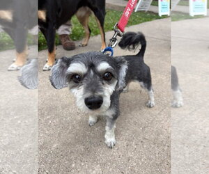 Poodle (Toy)-Unknown Mix Dogs for adoption in Omaha, NE, USA