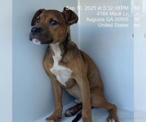 American Pit Bull Terrier-Unknown Mix Dogs for adoption in Augusta, GA, USA