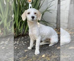 Maltipoo Dogs for adoption in Palo Alto, CA, USA