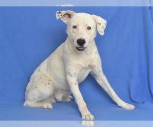 Sheprador Dogs for adoption in Oroville, CA, USA